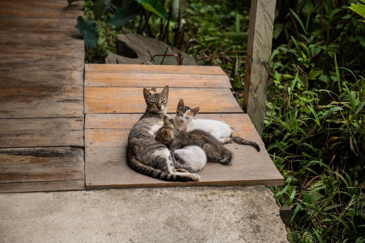 Roots Family Hostel Puerto Viejo de Talamanca ภายนอก รูปภาพ